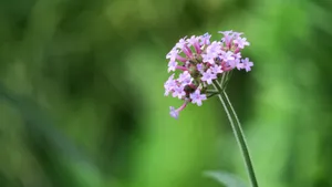 柳叶马鞭草图片_10