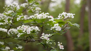 山楂花图片大全大图
