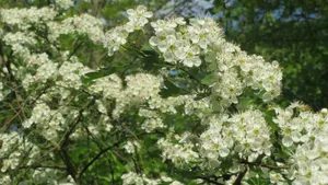 山楂花图片大全大图_4