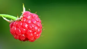 美味的红树莓图片_6