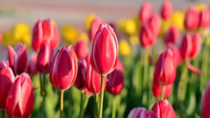郁金香花朵图片大全大图