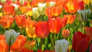 郁金香花朵图片大全大图_2