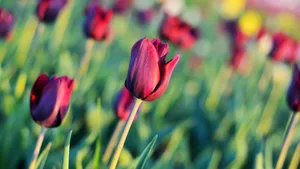 郁金香花朵图片大全大图_3