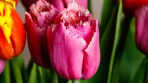 郁金香花朵图片大全大图_5