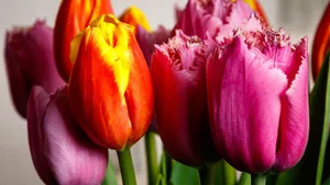 郁金香花朵图片大全大图_6