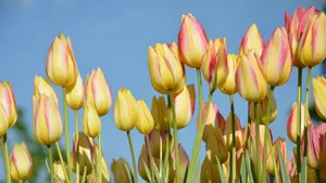 郁金香花朵图片大全大图_8