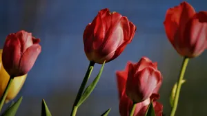 郁金香花朵图片大全大图_10