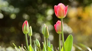 郁金香花朵图片大全大图_11