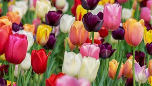 郁金香花朵图片大全大图_12