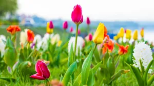 郁金香花朵图片大全大图_13