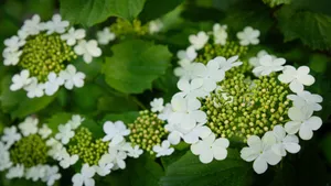 琼花高清图片大全