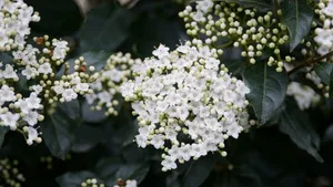 琼花高清图片大全_2