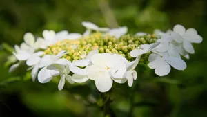 琼花高清图片大全_4