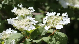 琼花高清图片大全_5