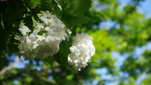琼花高清图片大全_6
