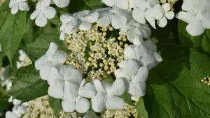 琼花高清图片大全_7