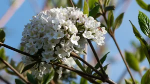 琼花高清图片大全_8