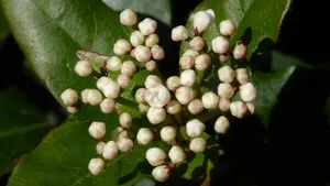 琼花高清图片大全_10