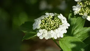 琼花高清图片大全_11