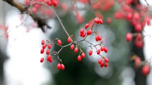 山茱萸图片大全_2