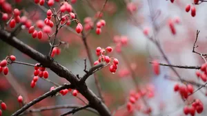 山茱萸图片大全_4