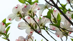 山茱萸图片大全_7