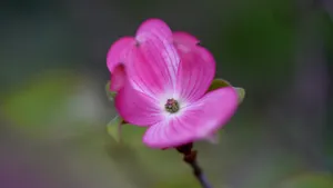山茱萸图片大全_8