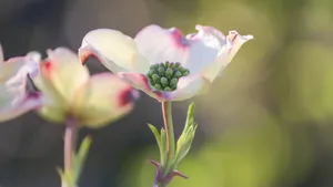 山茱萸图片大全_9