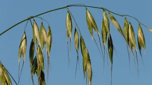 生燕麦图片大全_8