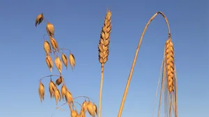 生燕麦图片大全_12