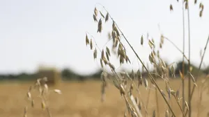 生燕麦图片大全_14