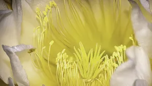 高清仙人掌花图片大全_4