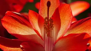 高清仙人掌花图片大全_5