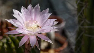 高清仙人掌花图片大全_6