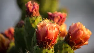 高清仙人掌花图片大全_8