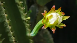 高清仙人掌花图片大全_9