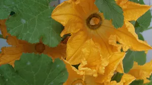 金色南瓜花图片大全_2