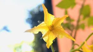 金色南瓜花图片大全_5
