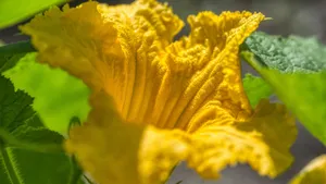 金色南瓜花图片大全_7