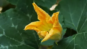 金色南瓜花图片大全_10