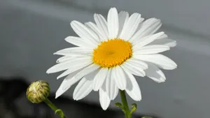 高清玛格丽特花图片_6