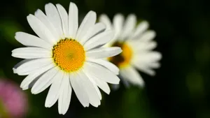 高清玛格丽特花图片_7