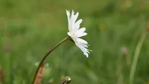 高清玛格丽特花图片_11