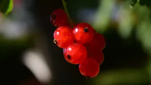 高清醋栗图片大全_6