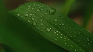高清绿叶图片壁纸_12