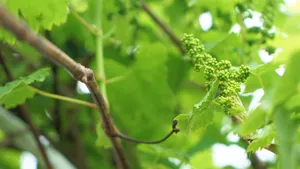 青涩的葡萄图片_10