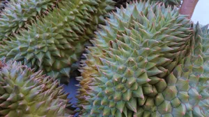 高清榴莲图片大全_4