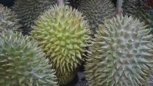 高清榴莲图片大全_6