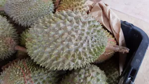 高清榴莲图片大全_8
