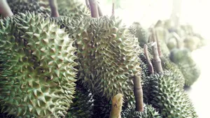 高清榴莲图片大全_10
